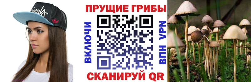 blacksprut ONION  Урень  Псилоцибиновые грибы Psilocybine cubensis 